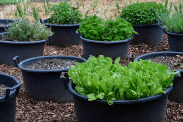 Vegetables and herbs growing in large plastic containers in a garden