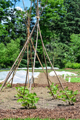 Diy runner bean tipi support structures in a garden using sticks © Julia