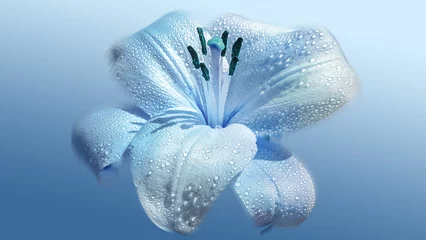 Foto auf Glas Light Blue Lily Macro Photography on Solid Blue Background © Shelby