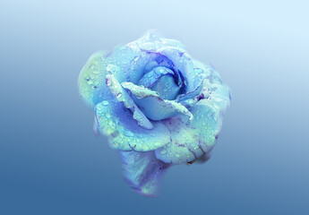 isolated blue rose floating on light blue solid background