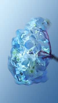 close up of blue hydrangea flowers for phone background