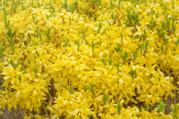 Forsythia flowers with small green leaves