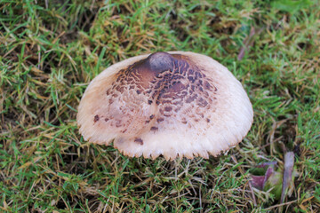 Mushroom Oasis Amidst Alpine Beauty