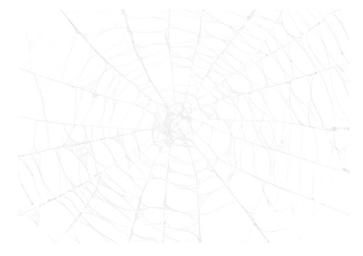 Spider Web v10 Alpha