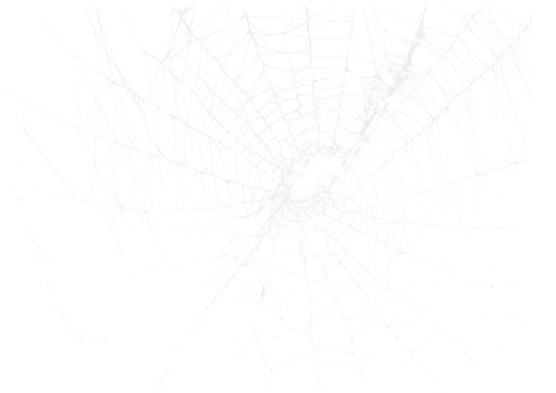 Spider Web v6 Alpha