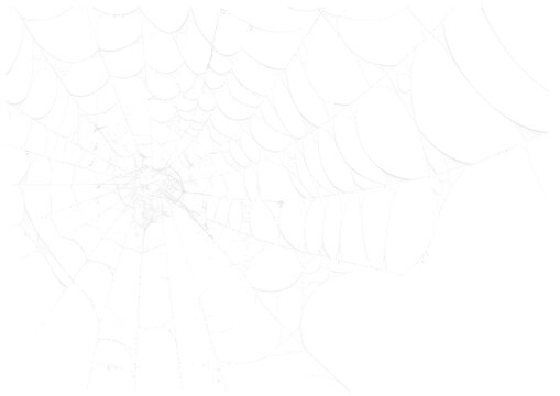 Spider Web v5 Alpha