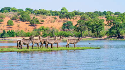 Waterbucks tempted to cross the river...fortunately they didn´t as there were plenty of crocodiles...