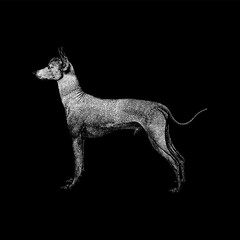 Peruvian Inca Orchid Dog hand drawing vector isolated on black background.