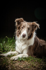 BORDER COLLIE DOG