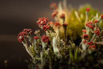 Makro zbliżenie na porost chrobotek koralowy kwitnący zimą w runie leśnym