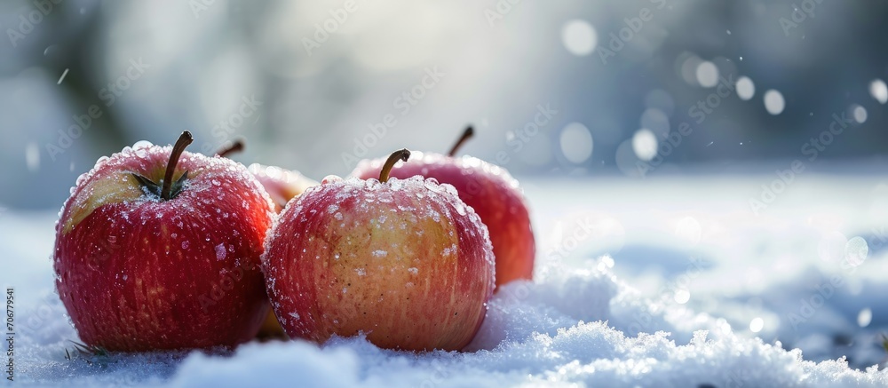 Poster The apples in the orchard remained unharmed Apples on which the snow fell Rotten apples and snow. with copy space image. Place for adding text or design