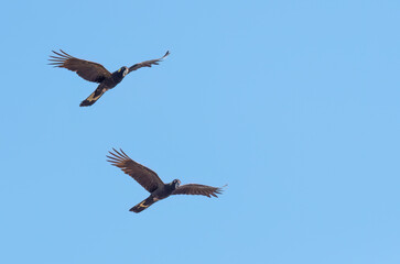 Yellow-tailed black cockatoo (Zanda funerea) in flight with a isolated blue background, with copy...