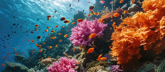 Pink and orange corals and school of swimming tropical fish Snorkeling on the colorful coral reef underwater photography Vivid healthy marine wildlife Ocean ecosystem. with copy space image - obrazy, fototapety, plakaty