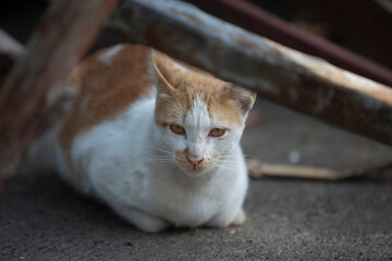 The cat is sitting on the ground in the park and looking at something.