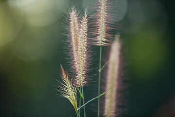 Grass flower in the morning light, soft focus, blur background