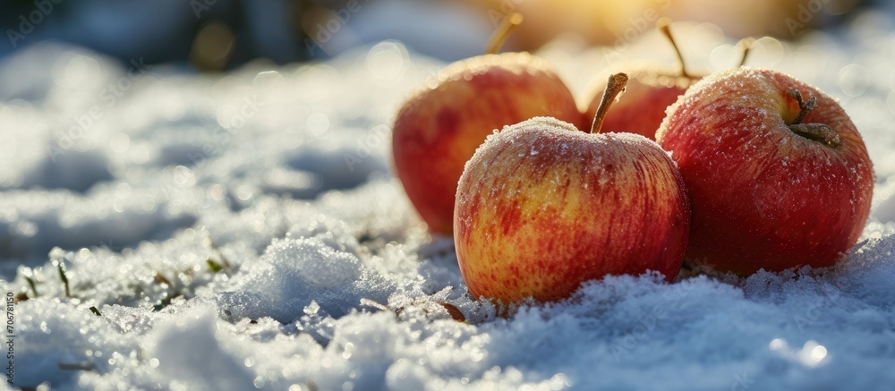 Poster The apples in the orchard remained unharmed Apples on which the snow fell Rotten apples and snow. with copy space image. Place for adding text or design