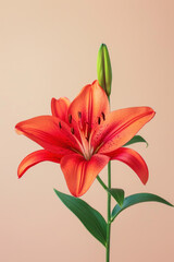 Red lily flower soft elegant vertical background, card template