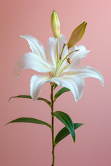 White lily flower soft elegant vertical background, card template