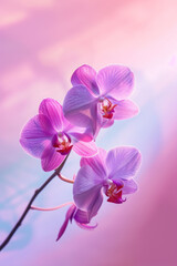 Fototapeta na wymiar Purple Orchid flower soft elegant vertical background, card template