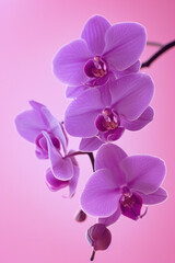 Purple Orchid flower soft elegant vertical background, card template