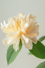 Fototapeta premium Yellow peony flower soft elegant vertical background, card template