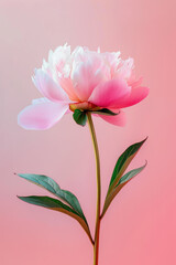 Pink peony flower soft elegant vertical background, card template