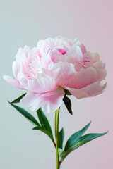 Pink peony flower soft elegant vertical background, card template