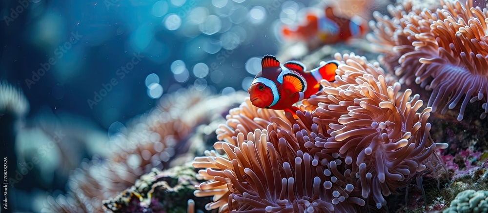 Aufkleber red sea clownfish with bright red sea anemone. with copy space image. Place for adding text or design