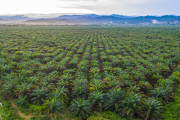 Aerial view of palm oil plantation At Beaufort Sabah, Borneo. Aerial view