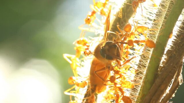 Ants are biting dead bee, outdoor  Chiangmai  Thailand.