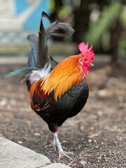 rooster in the yard