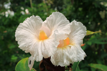 Crepe ginger flower from costaceae family. Crepe ginger have white color petal. Crepe ginger flower growth in the summer. Crepe ginger bloom in the garden for decoration