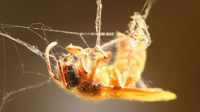 Dead bee is holding by spider web , outdoor  Chiangmai  Thailand.