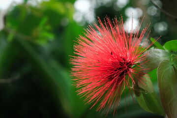 Calliandra flower bloom in the garden. Calliandra flower has red color