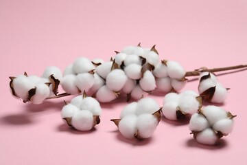 Branch with cotton flowers on pink background