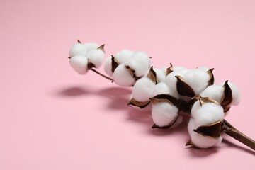 Branch with cotton flowers on pink background, space for text