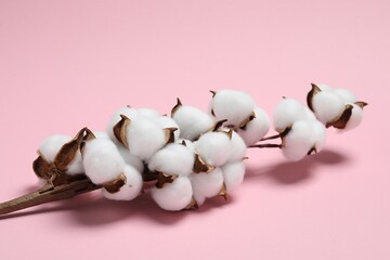 Branch with cotton flowers on pink background