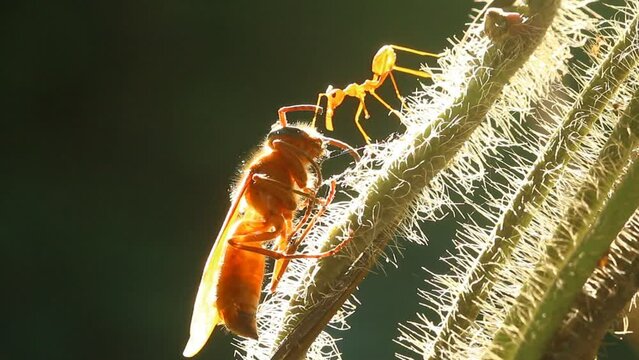 Ants are biting dead bee, outdoor  Chiangmai  Thailand.