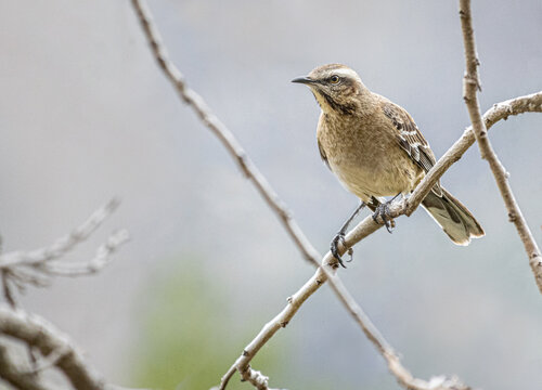 Tenca (Mimus thenca)