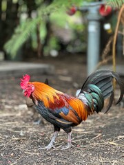 Rooster 