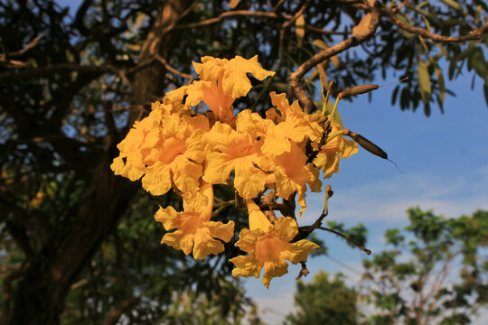 Tabebuia flower have latin named Handroanthus chrysanthus. Tabebuia flower from bignoniaceae family. Tabebuia flower as know araguaney or yellow ipe has yellow color. this plant grow in the garden