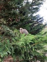 Juvenile Mourning Dove