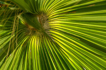palm leaf in sunlight as background 3