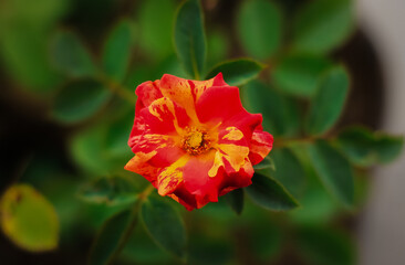 flame lily flower grow and bloom in the garden. flame lily flower has red, orange, yellow color. Flame lily has botanical name gloriosa superba