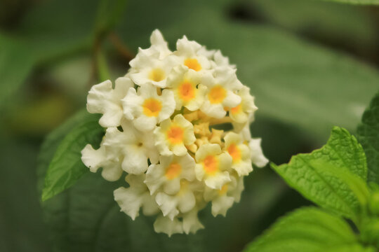 white shrub verbena or lantana flower has latin named lantana camara. lantana from verbenaceae family