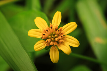 wedelia flower bloom and grow in nature. wedelia has botany name wedelia biflora from asteraceae. wedelia is yellow small flower to treat malaria
