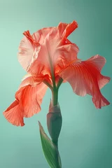 Tuinposter Red iris flower soft elegant vertical background, card template © Ema