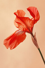 Red iris flower soft elegant vertical background, card template