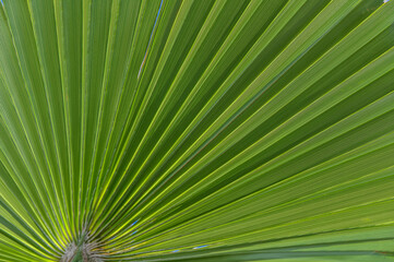 palm leaf in sunlight as background 2