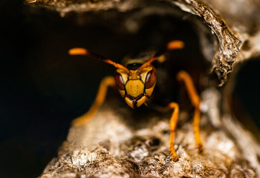 Avispas (Polistes buyssoni)